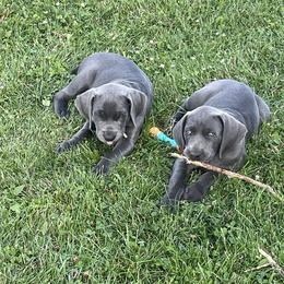 Weimaraner Puppies from Wren’s Weimaraner