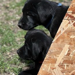 Labrador Retriever Puppies from Wings of Freedom Retrievers