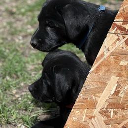 Labrador Retriever Puppies from Wings of Freedom Retrievers