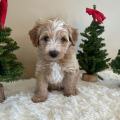 Peter Pan - Gold male Bordoodle puppy in Valley Center, California from Circle R Valley Bordoodls