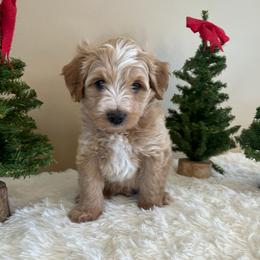 Peter Pan - Gold male Bordoodle puppy in Valley Center, California from Circle R Valley Bordoodls