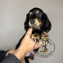 Gray collar - Black and cream male Dachshund puppy in Burgettstown, Pennsylvania from Meaden’s Mini Dachshunds