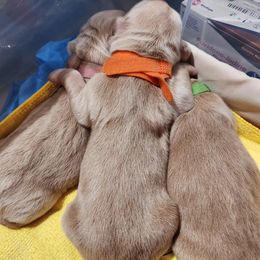 Golden Retriever Puppies from Golden Ratio Retrievers