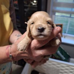 Female-Pink - Cream female Dachshund puppy in Gordon, Georgia from Long Dogs Yellow Farm