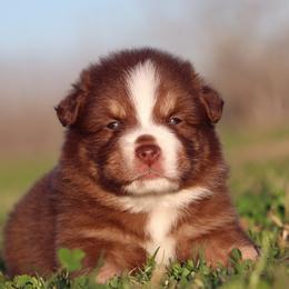 Australian Shepherd and Miniature Australian Shepherd Puppies from Sassy Lil Aussies