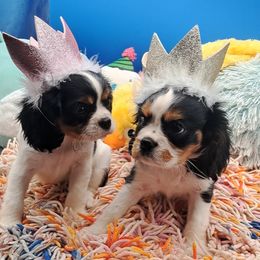 Cavalier King Charles Spaniel Puppies from S. Mancha