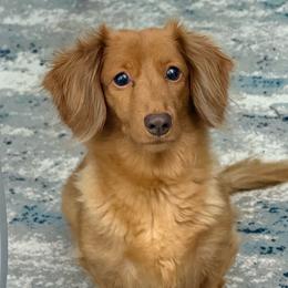 Lily - Dachshund
