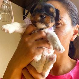 Sasha - Parti female Yorkshire Terrier puppy in Stockton, California from Lala & Co.
