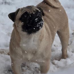 Twiggy - Fawn female Pug puppy in Vale, North Carolina from Von Katzenstein Kennel