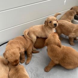 4th Pick - Golden female Golden Retriever puppy in Anaheim, California from Prim's Golden Retrievers