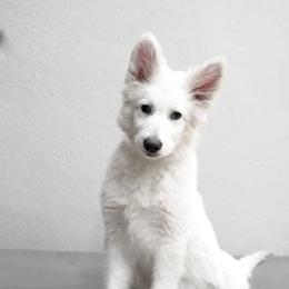 Berger Blanc Suisse Puppies from Moonlight Berger Blanc Suisses