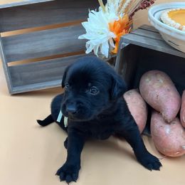 Teal - Black female Labrador Retriever puppy in Heath Springs, South Carolina from Rich Hill Retrievers