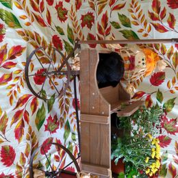 Miniature Schnauzer Puppies from Camp Creek Schnauzers