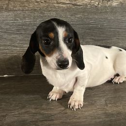 Jelly roll - Dachshund