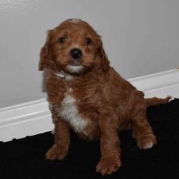 NOAH - Red  male Goldendoodle puppy in Jasper, Indiana from Hilltop Pups By Abby,LLC