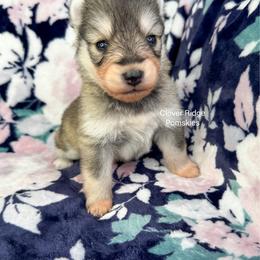 Madison - Silver and white female Pomsky puppy in Sheffield, Iowa from Clover Ridge Pomskies