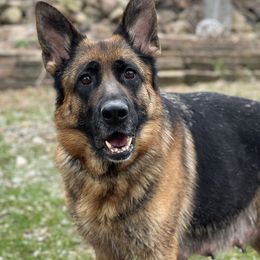 Coco - German Shepherd