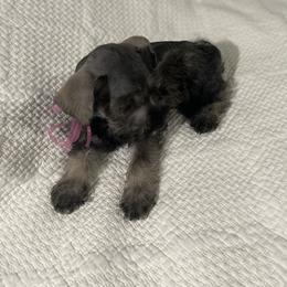 Rumí - Salt and pepper female Miniature Schnauzer puppy in San Diego, California from KMS-Miniature Schnauzers