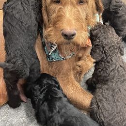 Labradoodle Puppies from Northwest Sporting Doodles