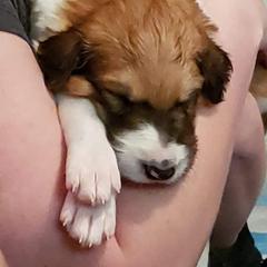 Borzoi Puppies from Hounds of Laureate