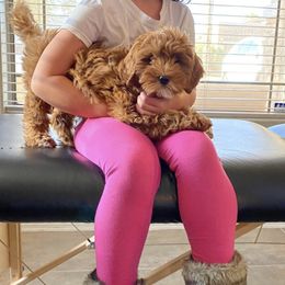 Goldendoodle Puppies from Doodle Bliss