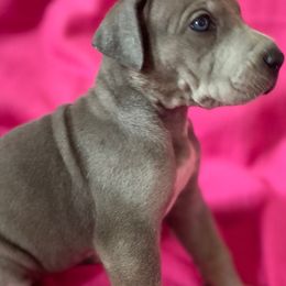 Great Dane Puppies from Stancydane AKC Great Danes
