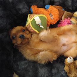 Cavalier King Charles Spaniel Puppies from Malikim Cavaliers