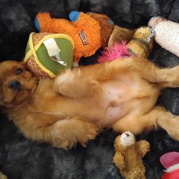 Cavalier King Charles Spaniel Puppies from Malikim Cavaliers