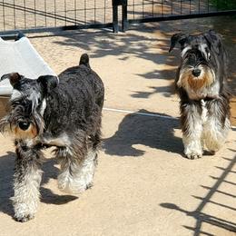 Sushi - Miniature Schnauzer