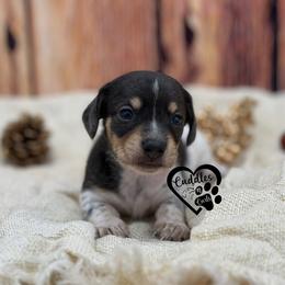 Specks (smooth coat) - Dapple male Dachshund puppy in Nashville, Arkansas from Cuddles n Curls