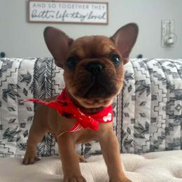 Ranger - Fawn male French Bulldog puppy in Sallisaw, Oklahoma from Grayhill Kennel's
