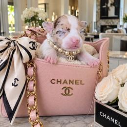 Annabella - Merle female Chihuahua puppy in Eustis, Florida from Chichianna's Legacy