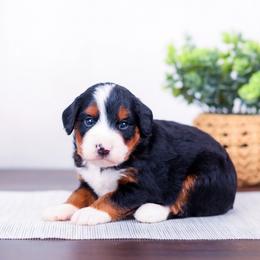 Evelina - Tri-color female Bernedoodle puppy in Arthur, Illinois from Central Illinois Bernedoodles