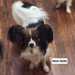 Papillon All Grown Up from Lakeview Papillons