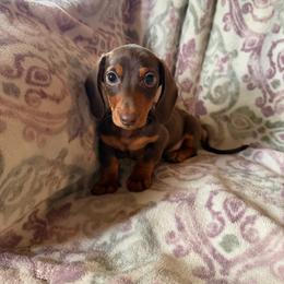 Chocolate and tan boy - Chocolate and tan male Dachshund puppy in Gulfport, Mississippi from Candy & Caits Farmstead Mini Doxies