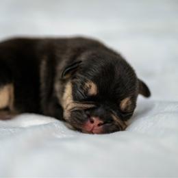 Clover - Tricolors female French Bulldog puppy in Violet Hill, Arkansas from Obduro Bullies and Frenchies