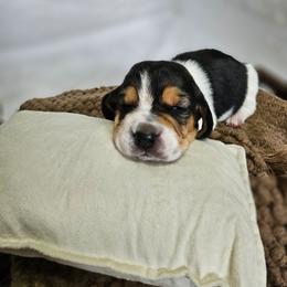 Bubbly Bonanaza - Black brown and white female Basset Hound puppy in Lone Jack, Missouri from Wee Little Bassets