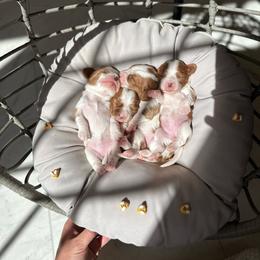 Cavalier King Charles Spaniel puppies from Alpine Cavaliers