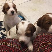 Irish Red and White Setter Puppies from Waidman IRWS