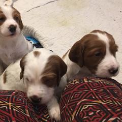 Irish Red and White Setter Puppies from Waidman IRWS