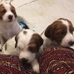 Irish Red and White Setter Puppies from Waidman IRWS