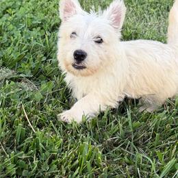 Wheaten boy 2 - Wheaten male Scottish Terrier puppy in Nickelsville, Virginia from Pecan Creek
