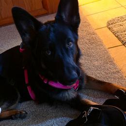 German Shepherd Puppies from dukleth