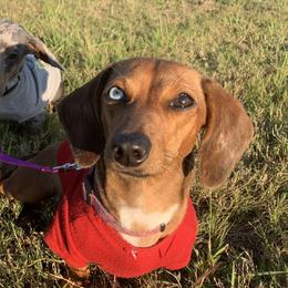 Fiona - Dachshund
