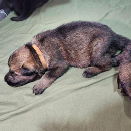 Yeti (Red Male) - Sable male German Shepherd puppy in Winchester, Kentucky from Del Lago Canine