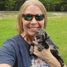 Miniature Schnauzer Puppies from Dees Schnauzers