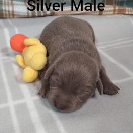 Elmer - Silver male Dilute Retriever puppy in Madras, Oregon from GT Labradors