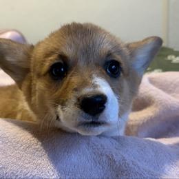 Purple collar - Sable female Pembroke Welsh Corgi puppy in Alpine, Texas from Storm Dogos & Country Corgis