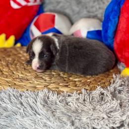 June - Black & white female Miniature Australian Shepherd puppy in California from Eagle River Aussies