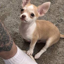 Kiko - Chihuahua